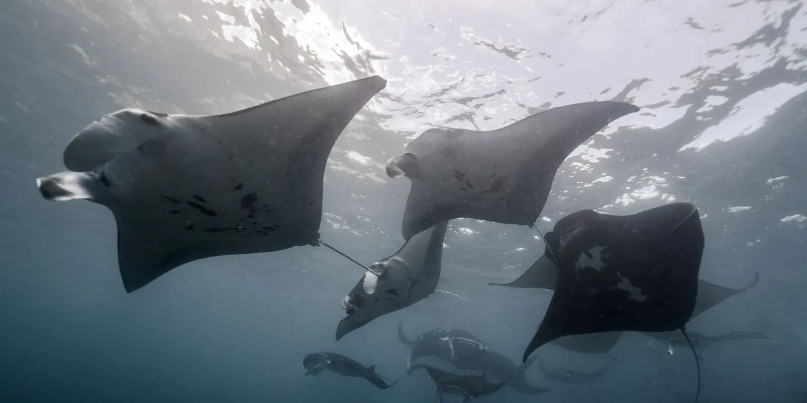Un gruppo di mante che planano nel blu