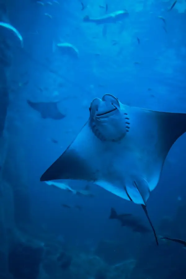 Una manta che nuota nel blu profondo