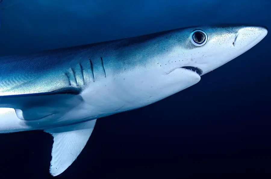 Primo piano di una verdesca nel blu dell'oceano aperto