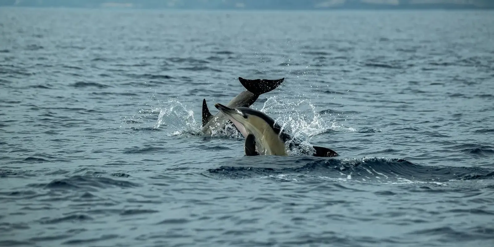 Delfini che saltano davanti alla costa
