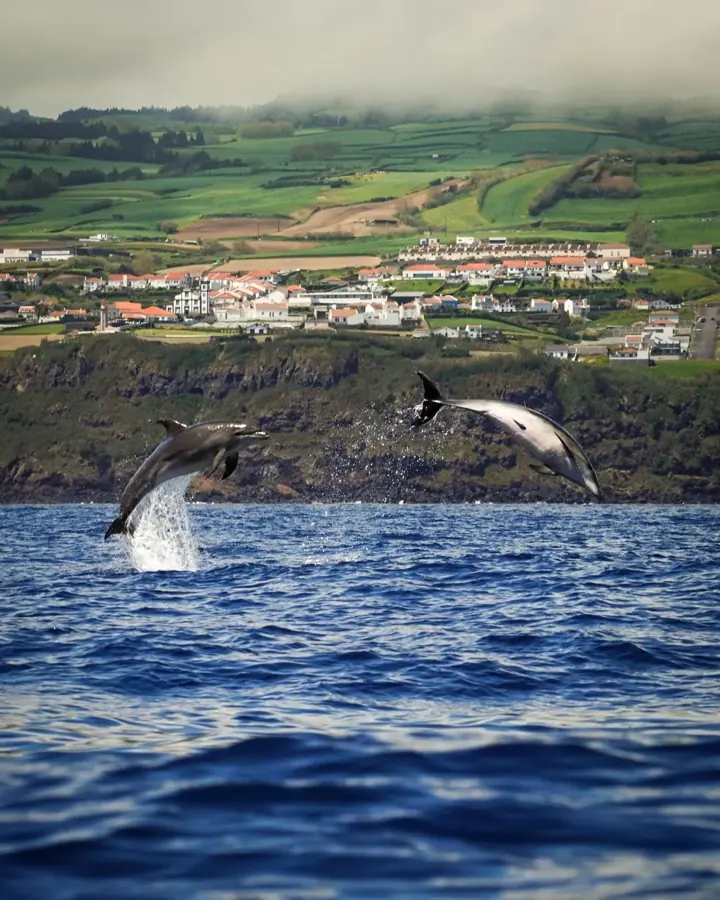 Due delfini saltano fuori dall'acqua davanti alla costa delle Azzorre