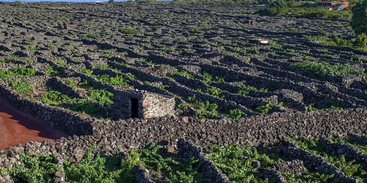 I vigneti di Pico chiusi nei muretti di pietra lavica, con Faial sullo sfondo
