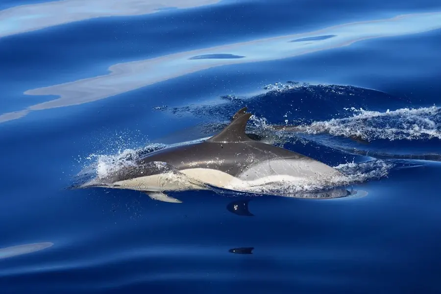 Un delfino comune che nuota appena sotto la superficie