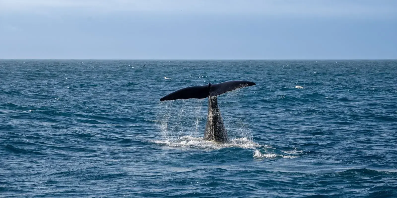 La coda di una balena che si immerge nell'oceano aperto