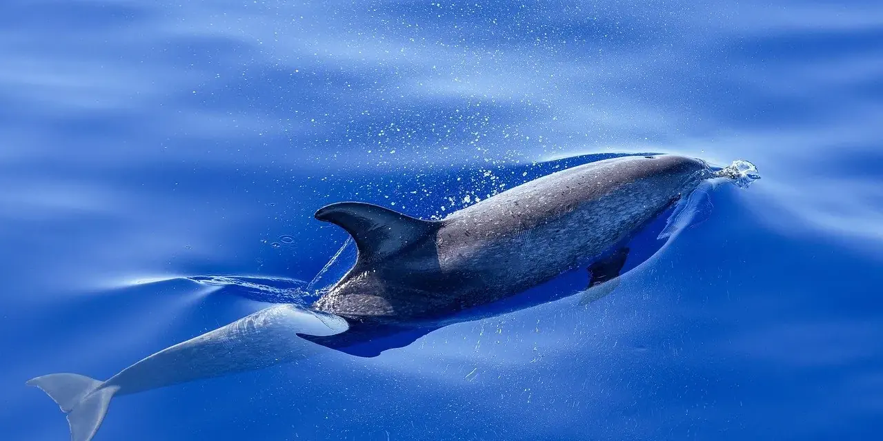 Un delfino che scivola sotto la superficie dell'Atlantico