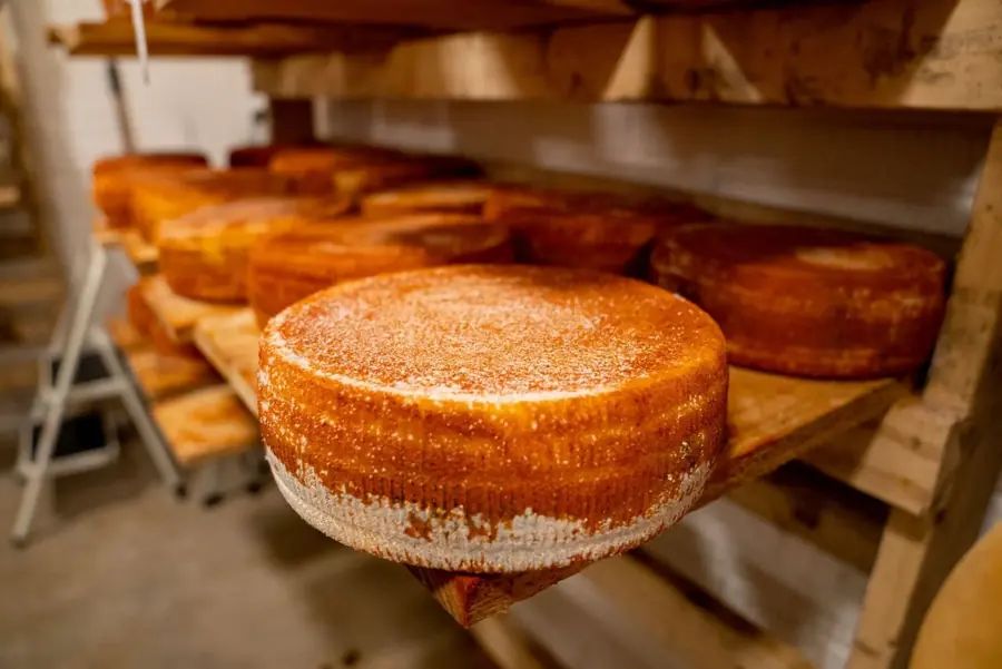 Forme di formaggio in stagionatura sugli scaffali di legno