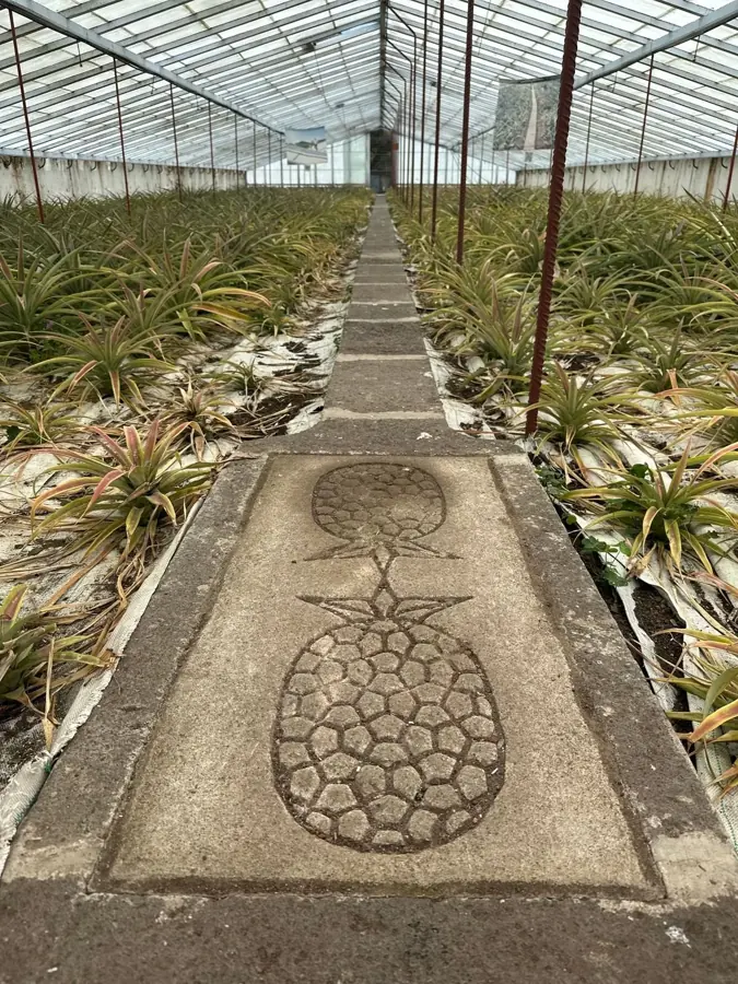 Una serra di ananas a Ponta Delgada
