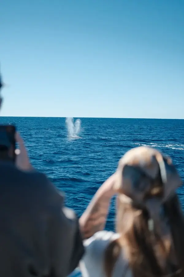 Viaggiatori in barca osservano il soffio di una balena