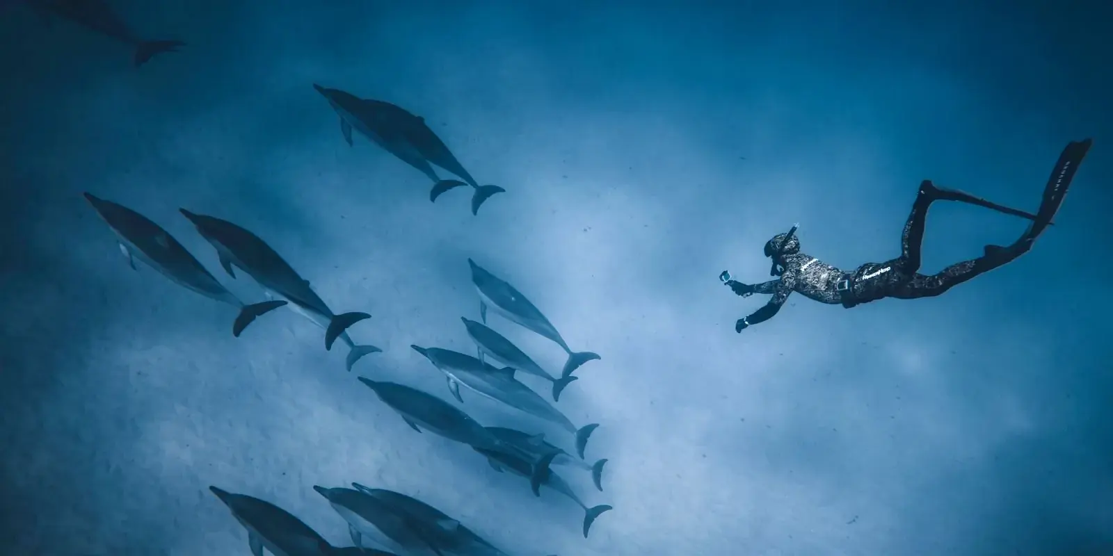 Un nuotatore in apnea accanto a un gruppo di delfini