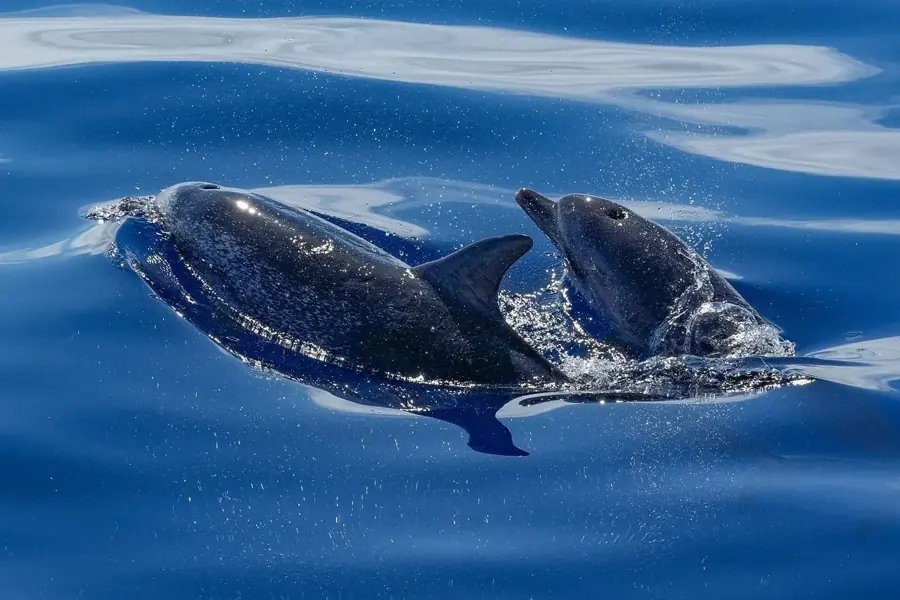 Due delfini affiorano nell'acqua blu dell'Atlantico