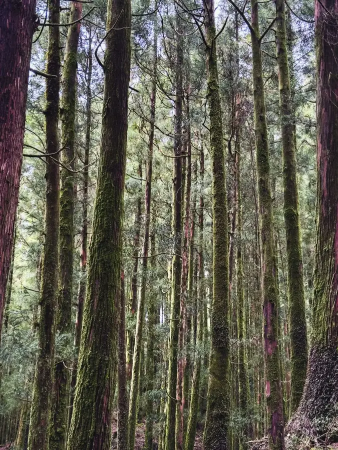 Tronchi coperti di muschio in una foresta delle Azzorre